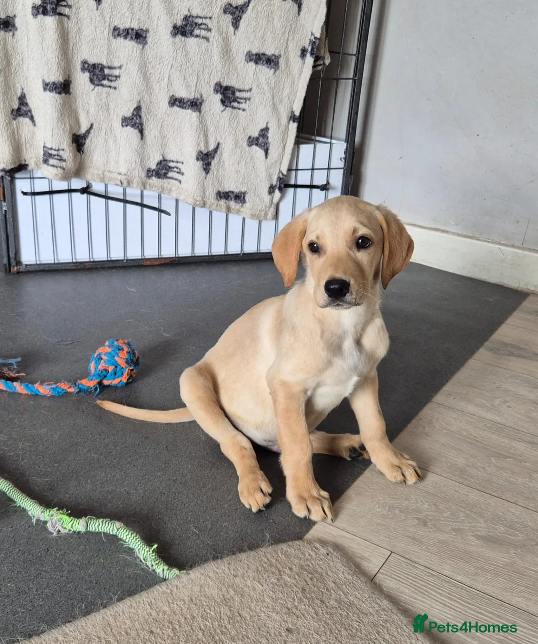 Labrador Retriever dogs for sale: Reduced ready to leave labrador pup - Advert 4