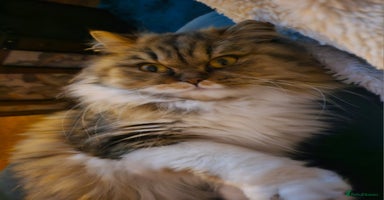 Selkirk Rex cats - Advert 6