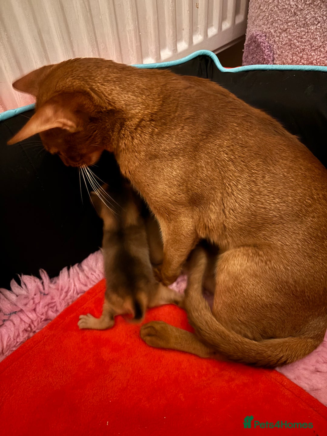 Abyssinian cats for sale: Female (last one) - Advert 2