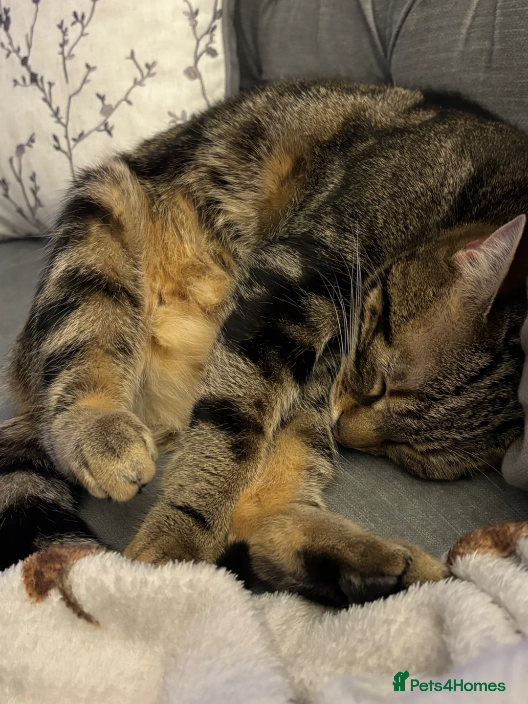 Mixed Breed cats for sale: Tabby female kitten - Advert 5