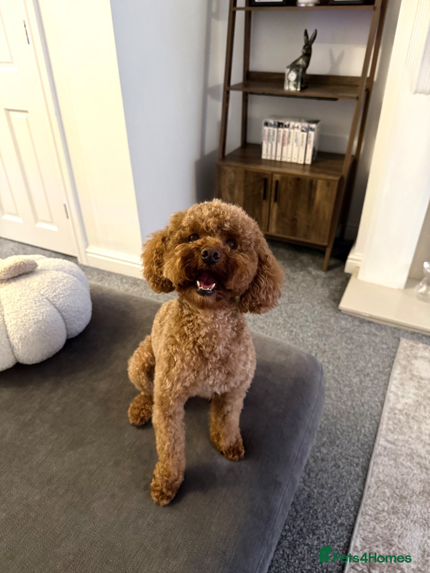 Toy Poodle dogs 4 red toy poodles for sale  - Advert 7