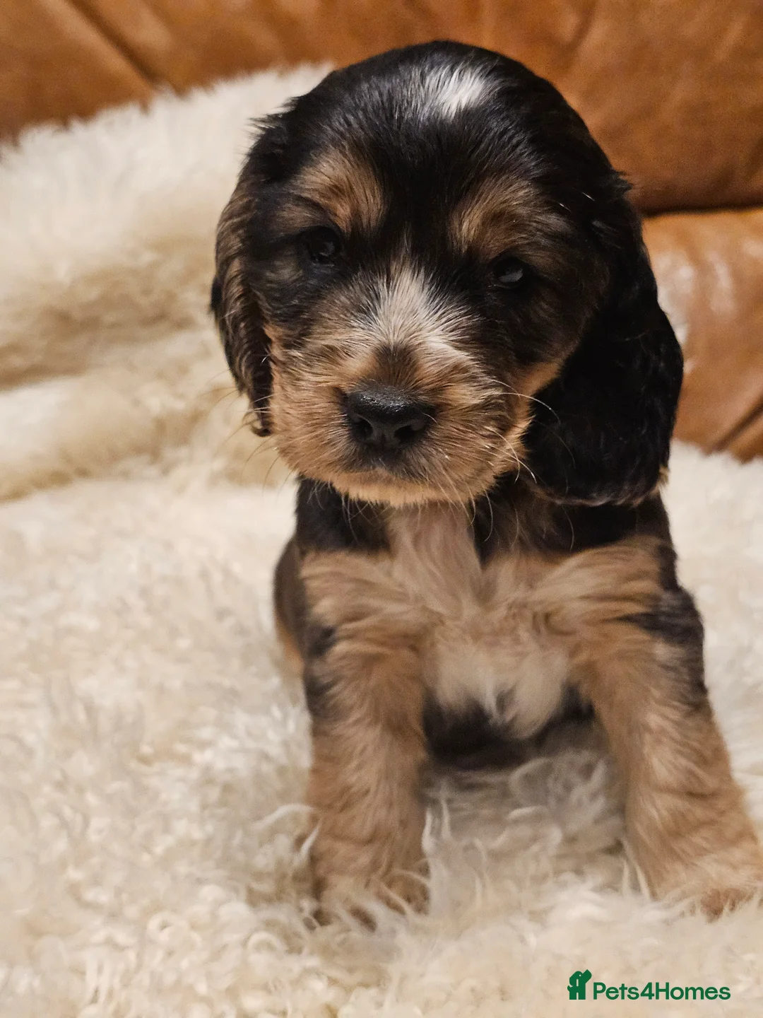 Cocker Spaniel dogs for sale: 5* Show Type Cocker Spaniels Villaspaniol Lines - Advert 9