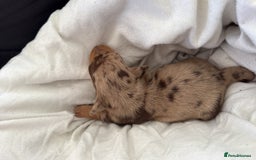 Dachshund dogs for sale: Litter of standard Dachshund  - Image 39