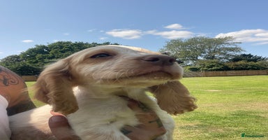 Cocker Spaniel dogs in Maidstone - Advert 15