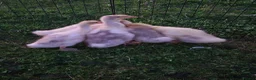 Geese poultry for sale: White sebastopol goslings for sale - Advert 2