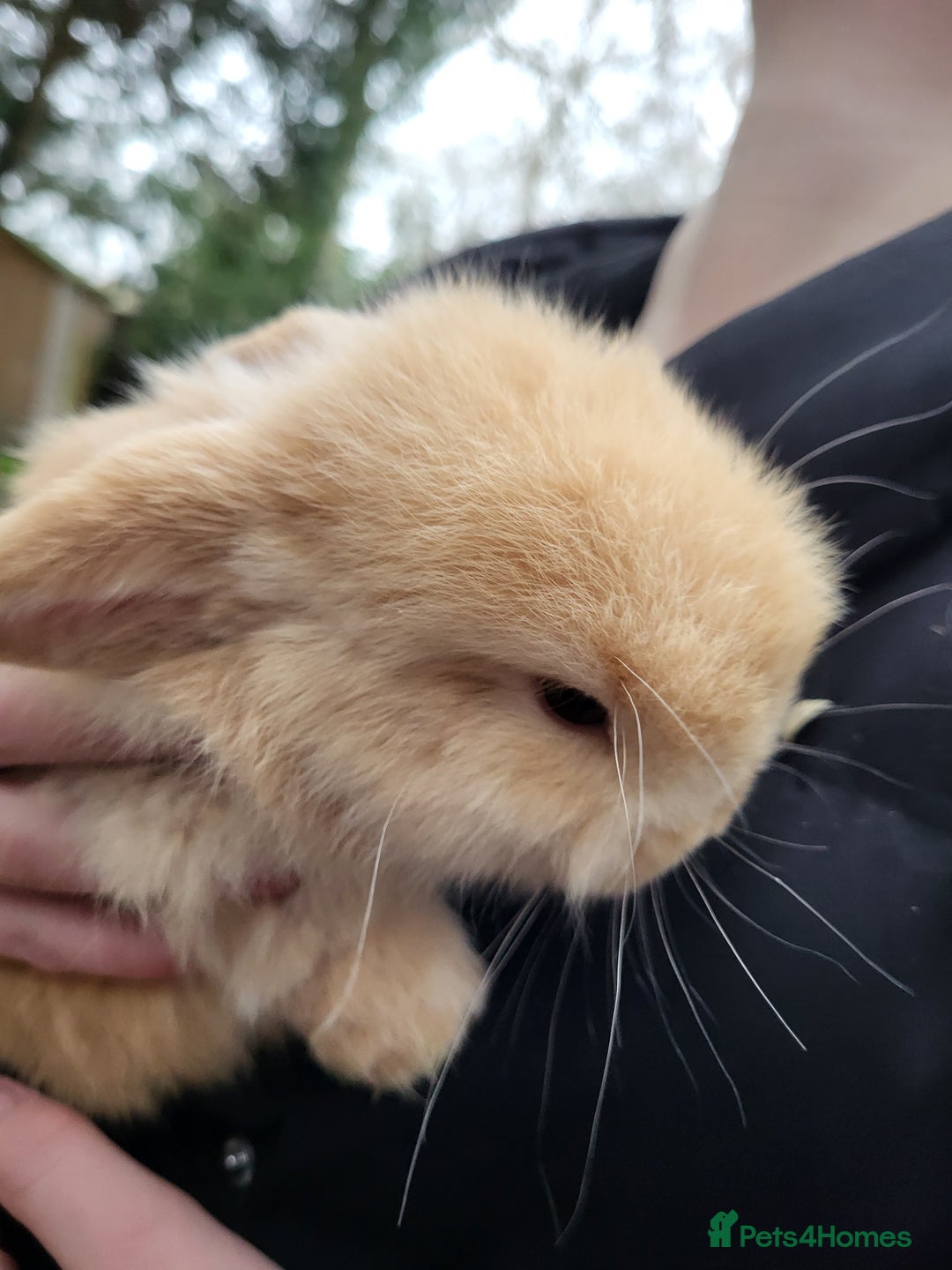 Mini Lop rabbits for sale: Blonde Mini Lop Bunnie very tame ready to leave  - Advert 6