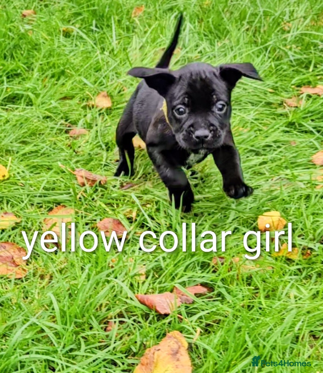 Mixed Breed dogs for sale: French bulldog x German short haired puppies - Advert 5