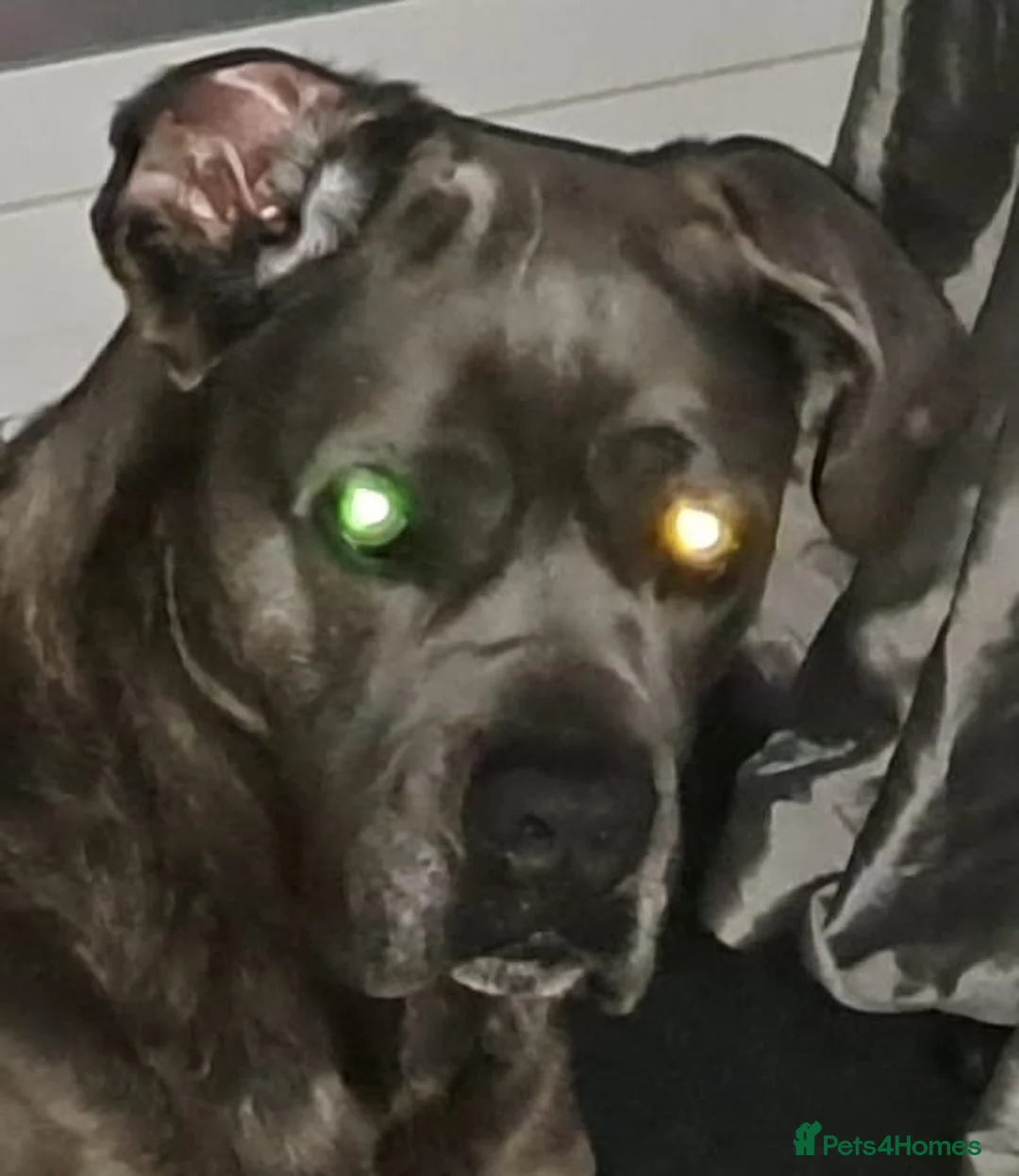 Mixed Breed dogs for sale: Presa x Cane Corso in Rainham - Advert 2