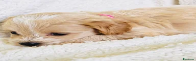 Maltipoo Puppy 4 Girl