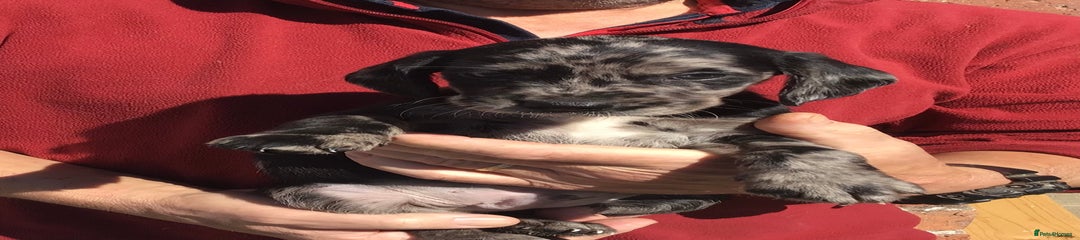 Cockerdor Puppy 4