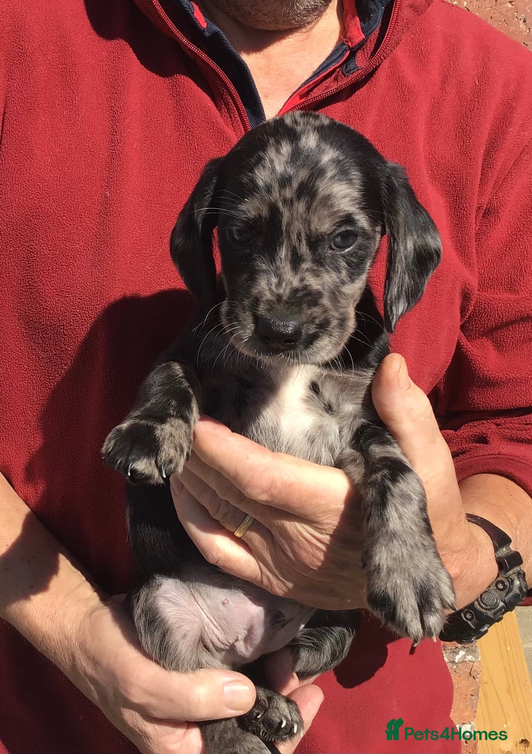 Cockerdor dogs for sale: AMAZING COCKERDOR/COCKADOR PUPPIES - Image 9