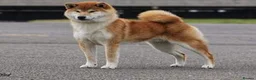 Japanese Shiba Inu dogs for sale: Exceptional Japanese Shiba Inu Puppies - Advert 9
