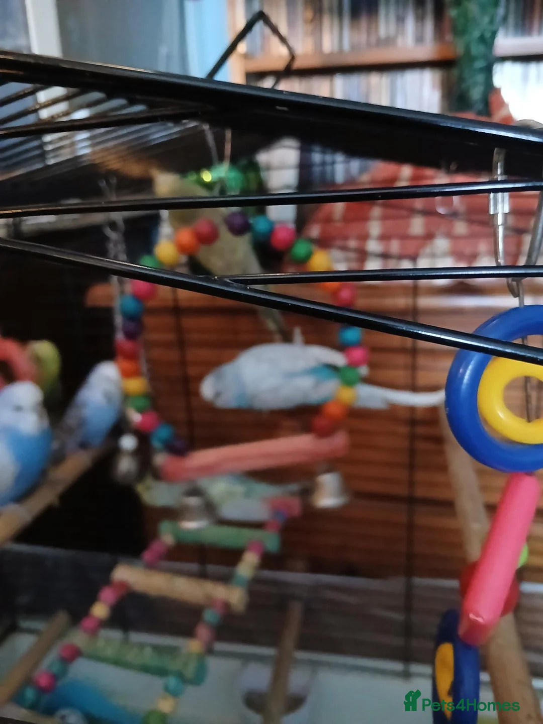 Budgerigars birds for sale: Budgies in Littlehampton - Advert 2