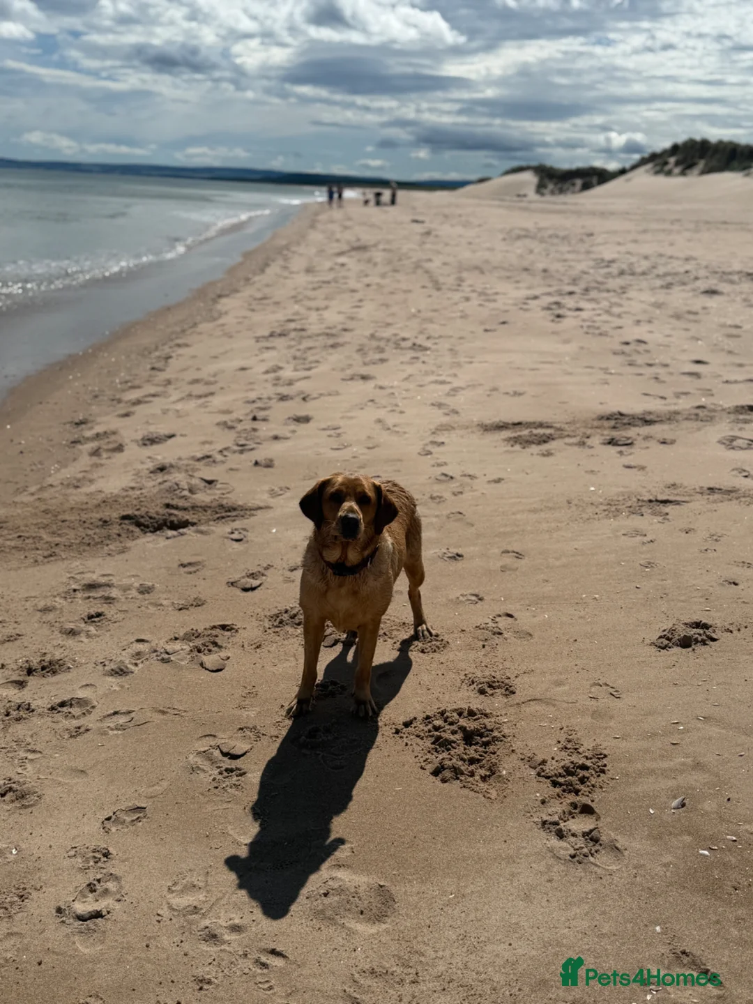 Labrador Retriever dogs for sale: Fox red and yellow/white Labrador pups - Advert 1