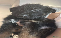 German Shepherd dogs for sale: *NOW REDUCED* German Shepherd Puppies in Grimsby - Image 20