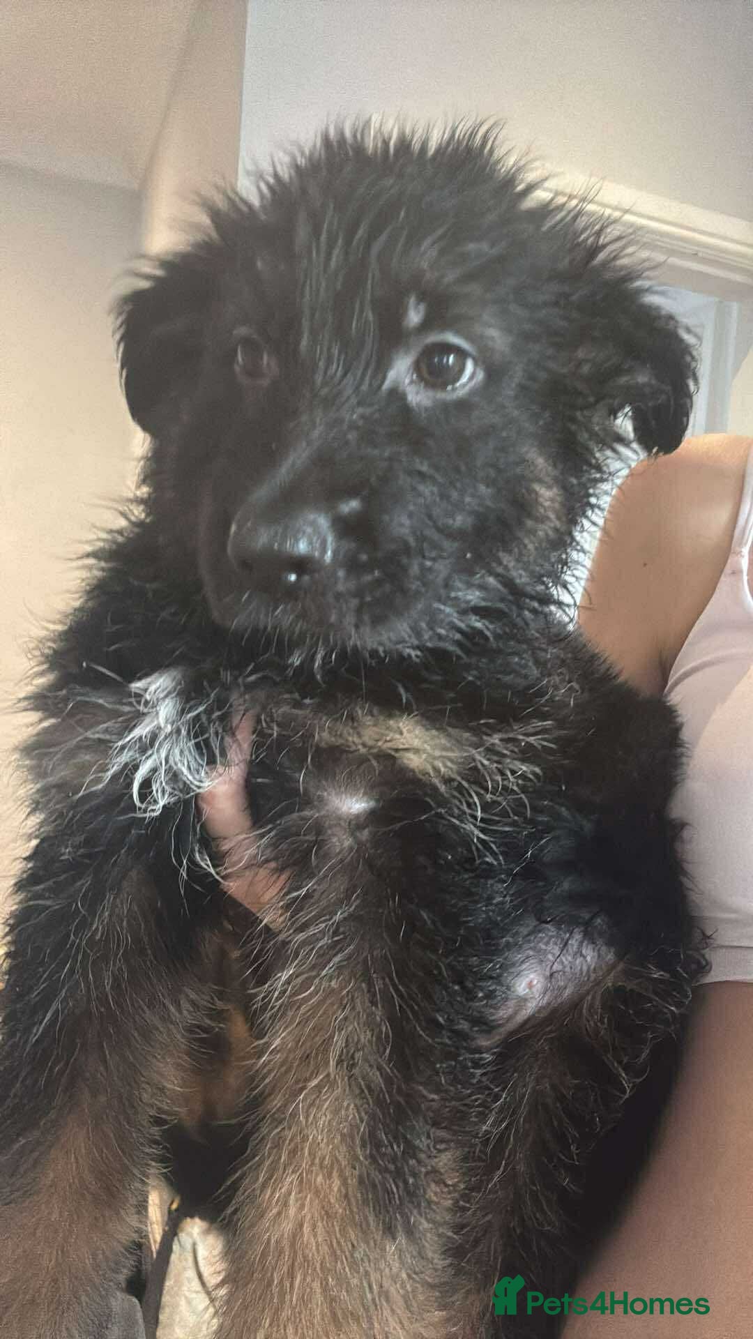German Shepherd dogs for sale: *NOW REDUCED* German Shepherd Puppies in Grimsby - Image 20