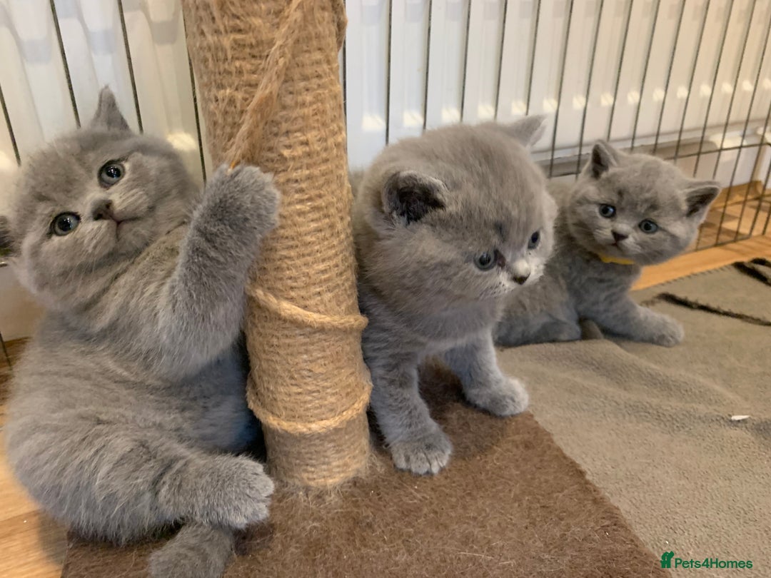 British Shorthair cats for sale: GCCF Pedigree Pure Blue British Shorthair - Advert 10