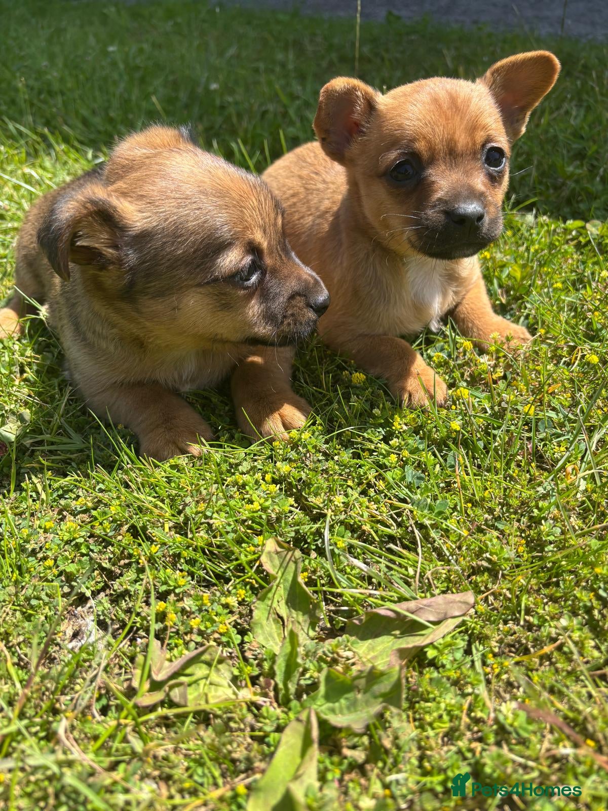 Jack Chi dogs Two chihuahua x Jack Russell puppies  - Advert 16