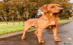 Labrador Retriever dogs for sale: Stunning, KC registered, Fox Red Labrador puppies. - Image 8