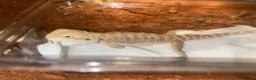 Bearded Dragon reptiles for sale: Baby hypo/hypo leatherbacks bearded dragons  - Advert 3