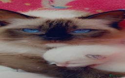 Ragdoll cats for sale: Available Now! GCCFReg   - Image 14