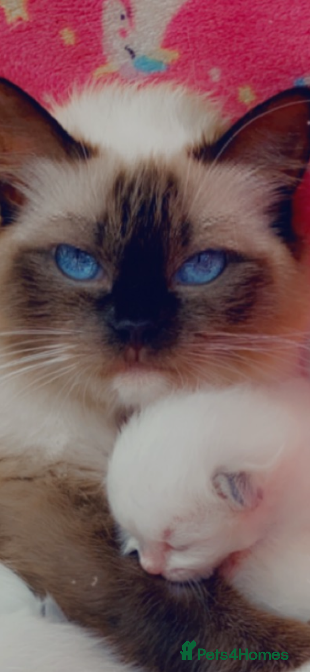 Ragdoll cats for sale: Available Now! GCCFReg   - Image 14