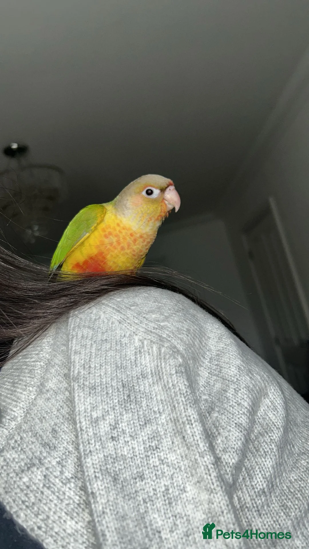 Conures birds for sale: Hand reared tame Pineapple conure in Saint Helens - Advert 2
