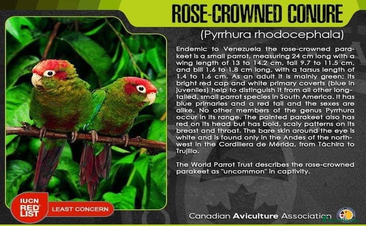 Conures birds - Advert 1