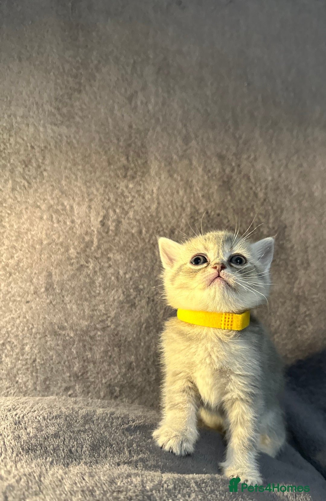 British Shorthair cats for sale: TICA Chunky Golden/Blue Golden BritishSH kittens  - Image 21
