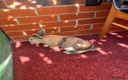 English Lop rabbits for sale: Coco and cookie  - Image 3