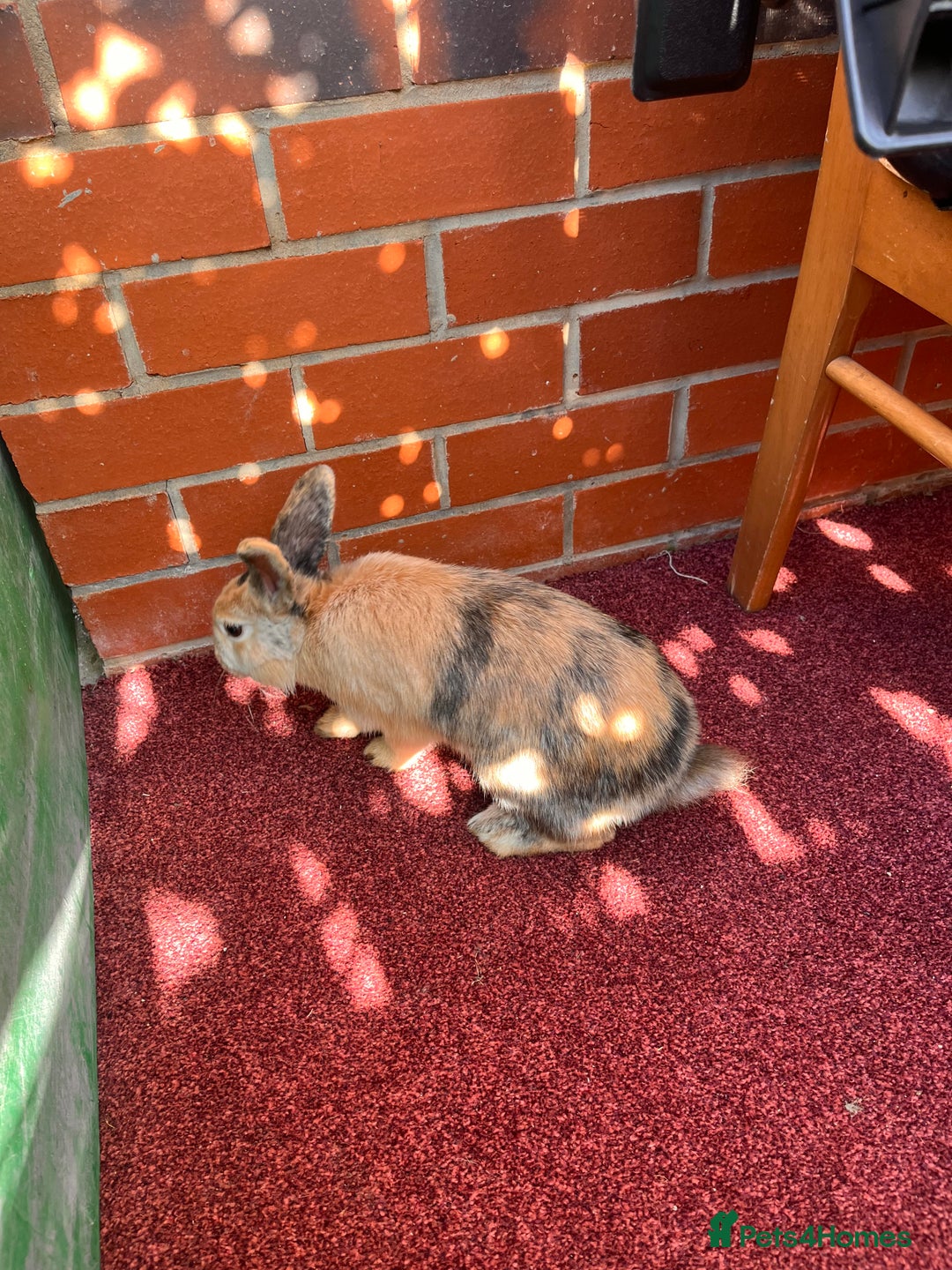 English Lop rabbits for sale: Coco and cookie  - Image 3