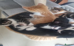Mixed Breed cats for sale: Playful kittens dog savvy - Image 1