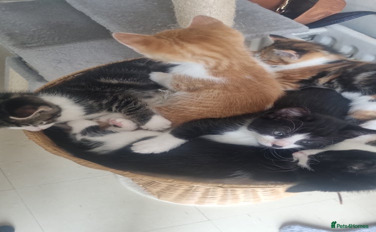 Mixed Breed cats - Advert 14