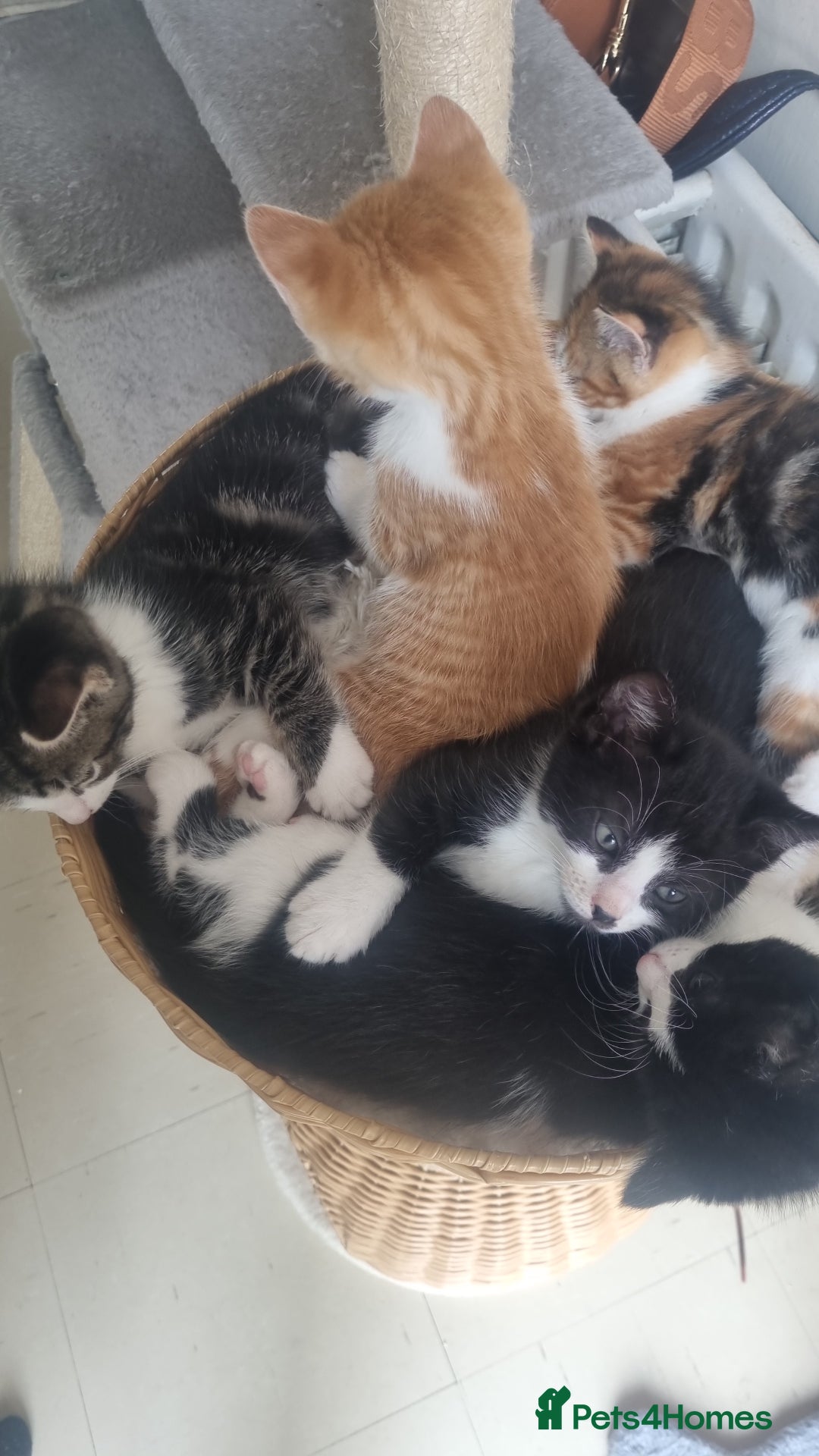 Mixed Breed cats for sale: Playful kittens dog savvy - Image 1