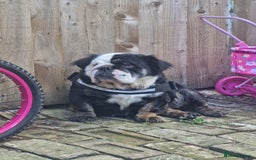 English Bulldog dogs for sale: Fluffy english bulldog female 2yrs born 2023 - Image 8