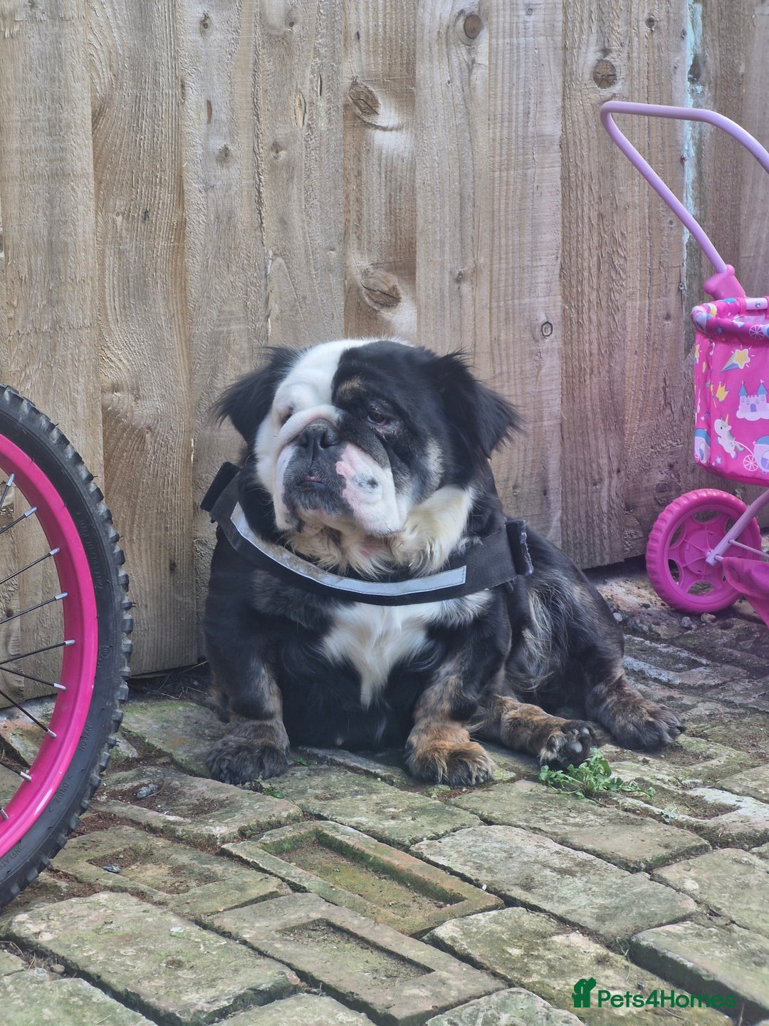 English Bulldog dogs for sale: Fluffy english bulldog female 2yrs born 2023 - Image 8