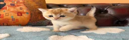 British Shorthair cats for sale: Lovely golden BSH & BLH kittens - Advert 21