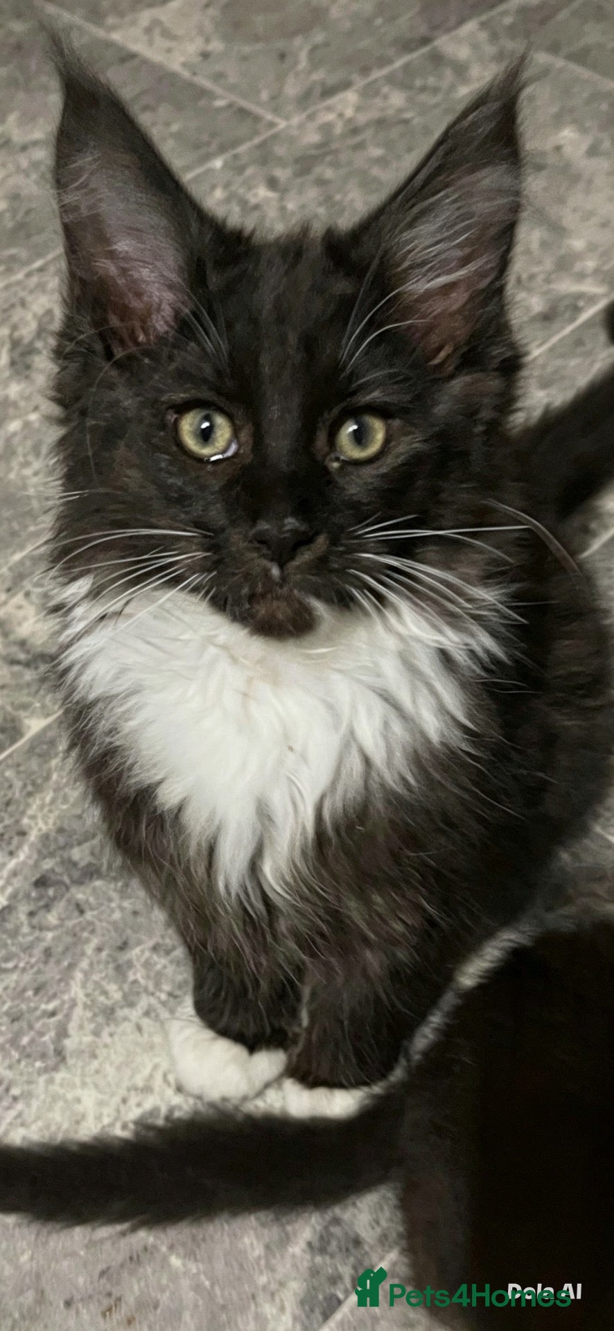 Maine Coon cats Stunning Maine coon babies very large size  - Advert 2