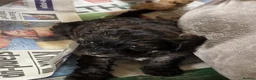 Cavapoo dogs for sale: F1 CAVAPOO PUPS - Advert 6