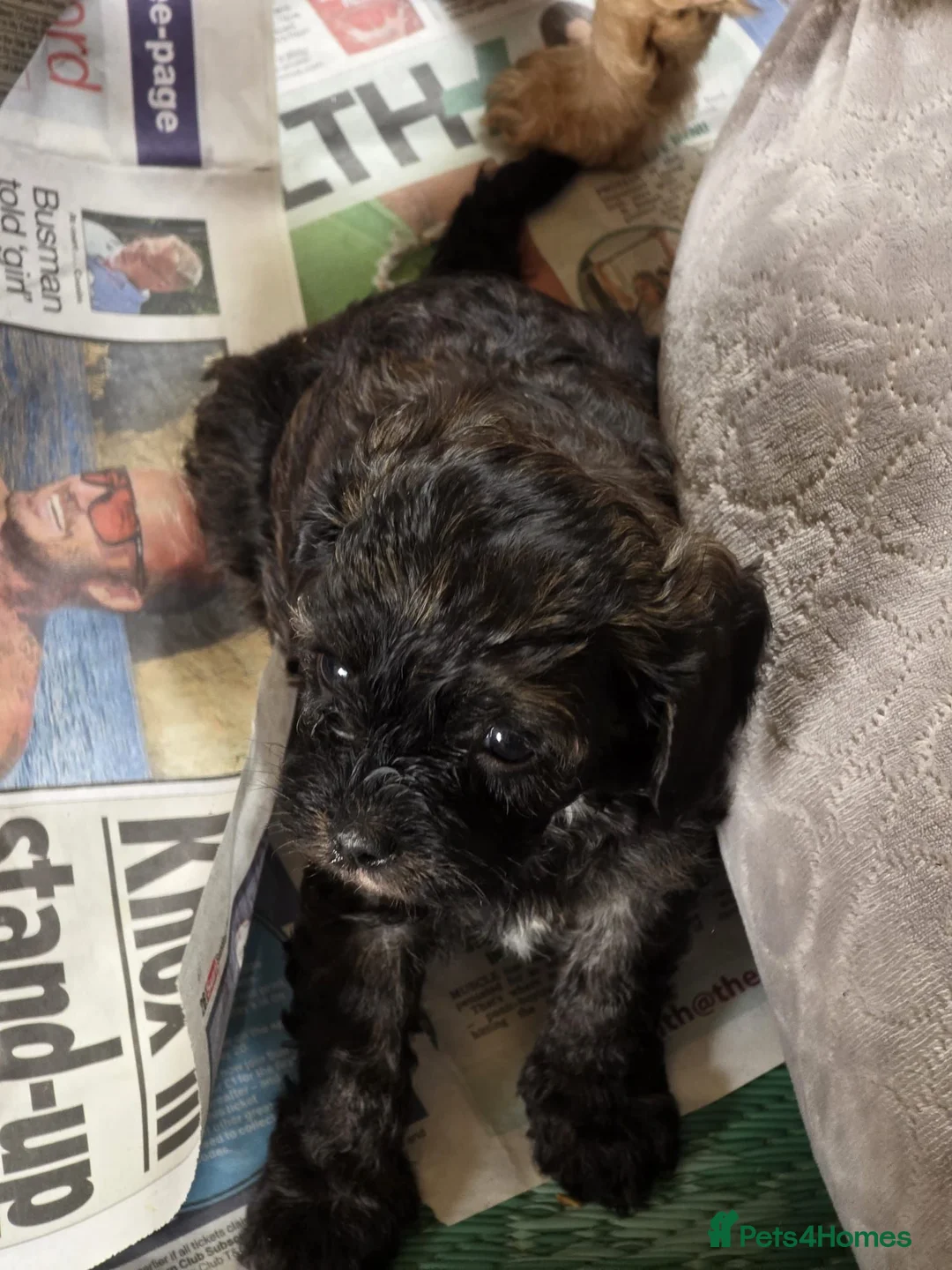Cavapoo dogs for sale: F1 CAVAPOO PUPS - Advert 6