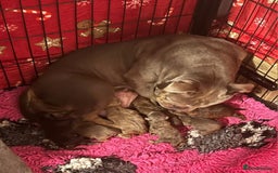 Olde English Bulldogge dogs for sale: Genetic Clear, Hip & Elbow Graded Breeding - Image 7
