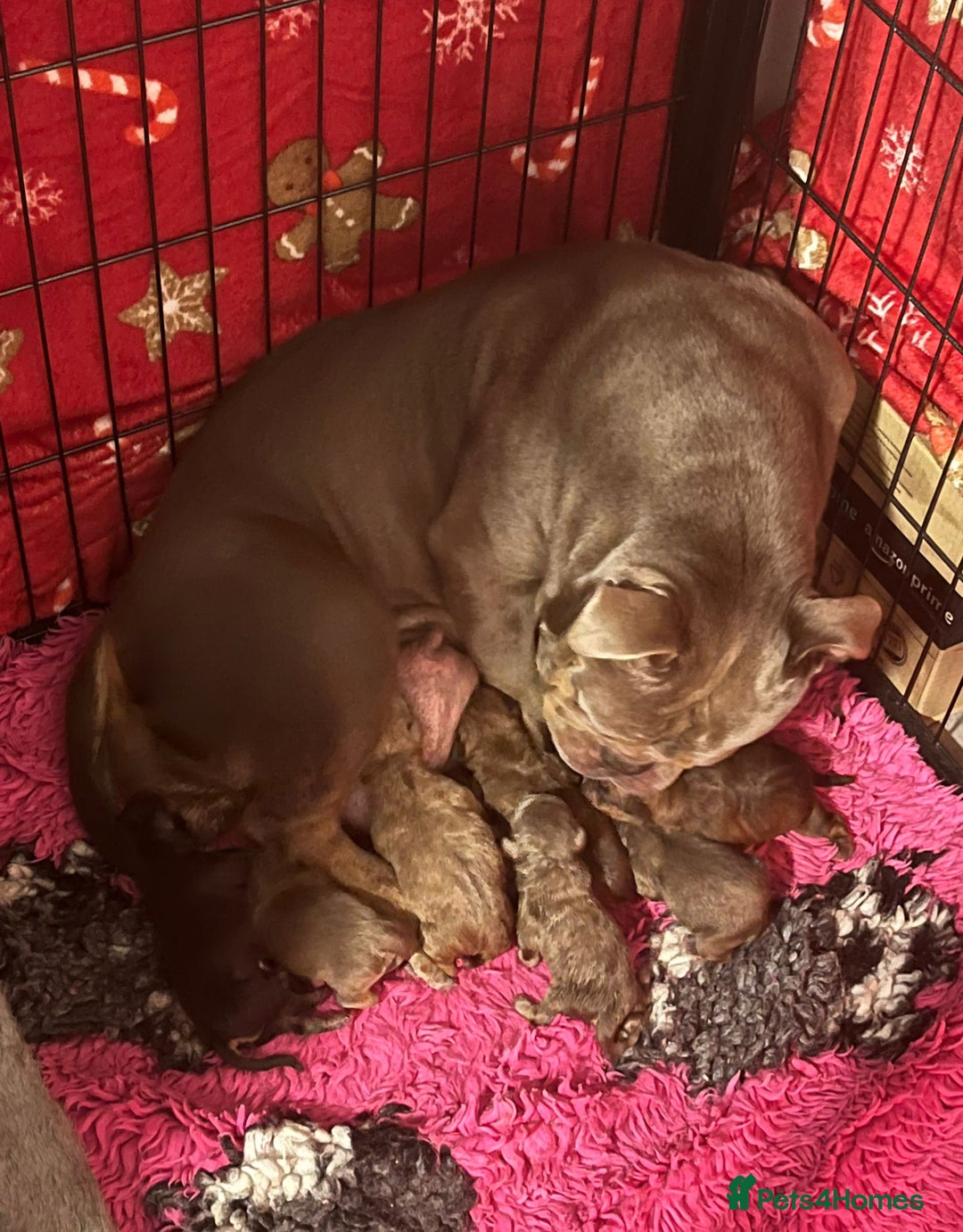 Olde English Bulldogge dogs for sale: Genetic Clear, Hip & Elbow Graded Breeding - Image 7
