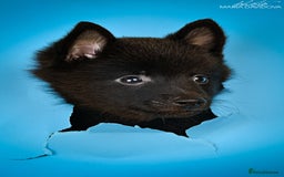 Schipperke dogs for sale: puppy schipperke - Image 5