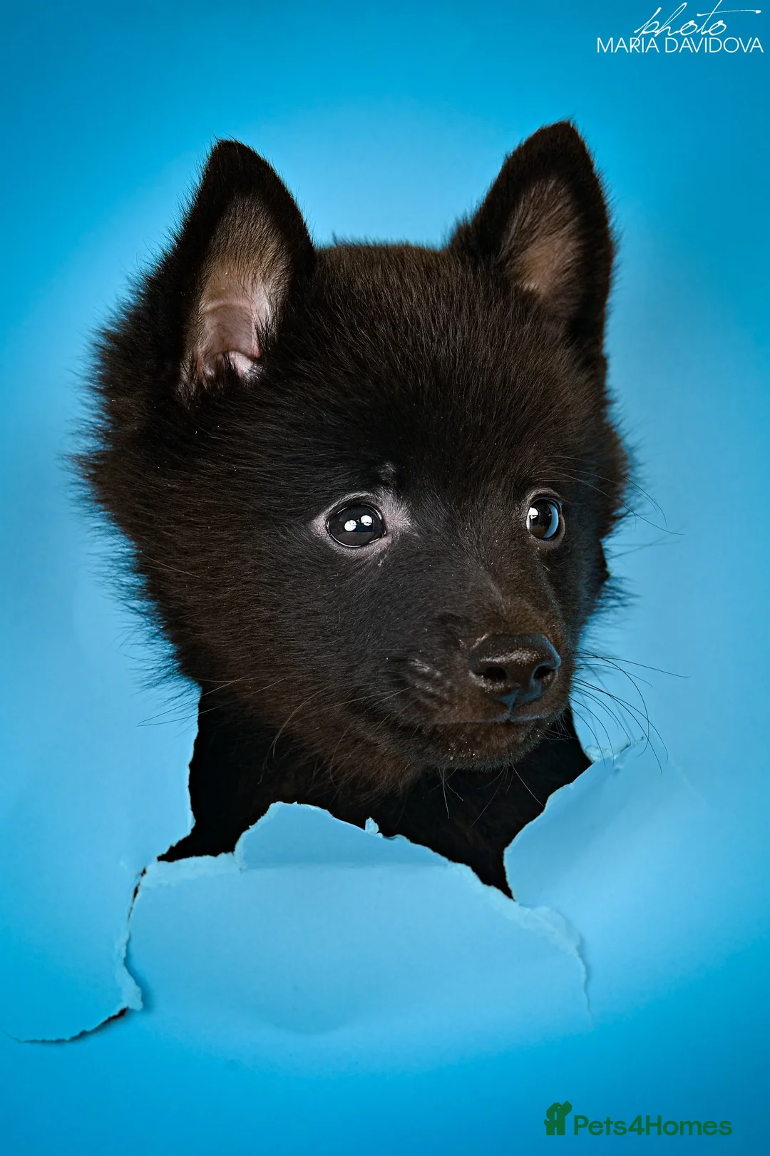 Schipperke dogs for sale: puppy schipperke - Advert 6