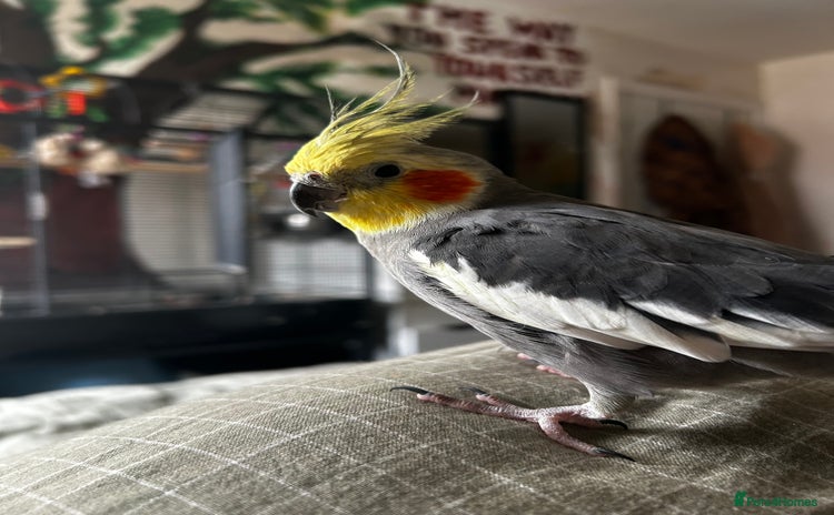 Cockatiels birds - Advert 4