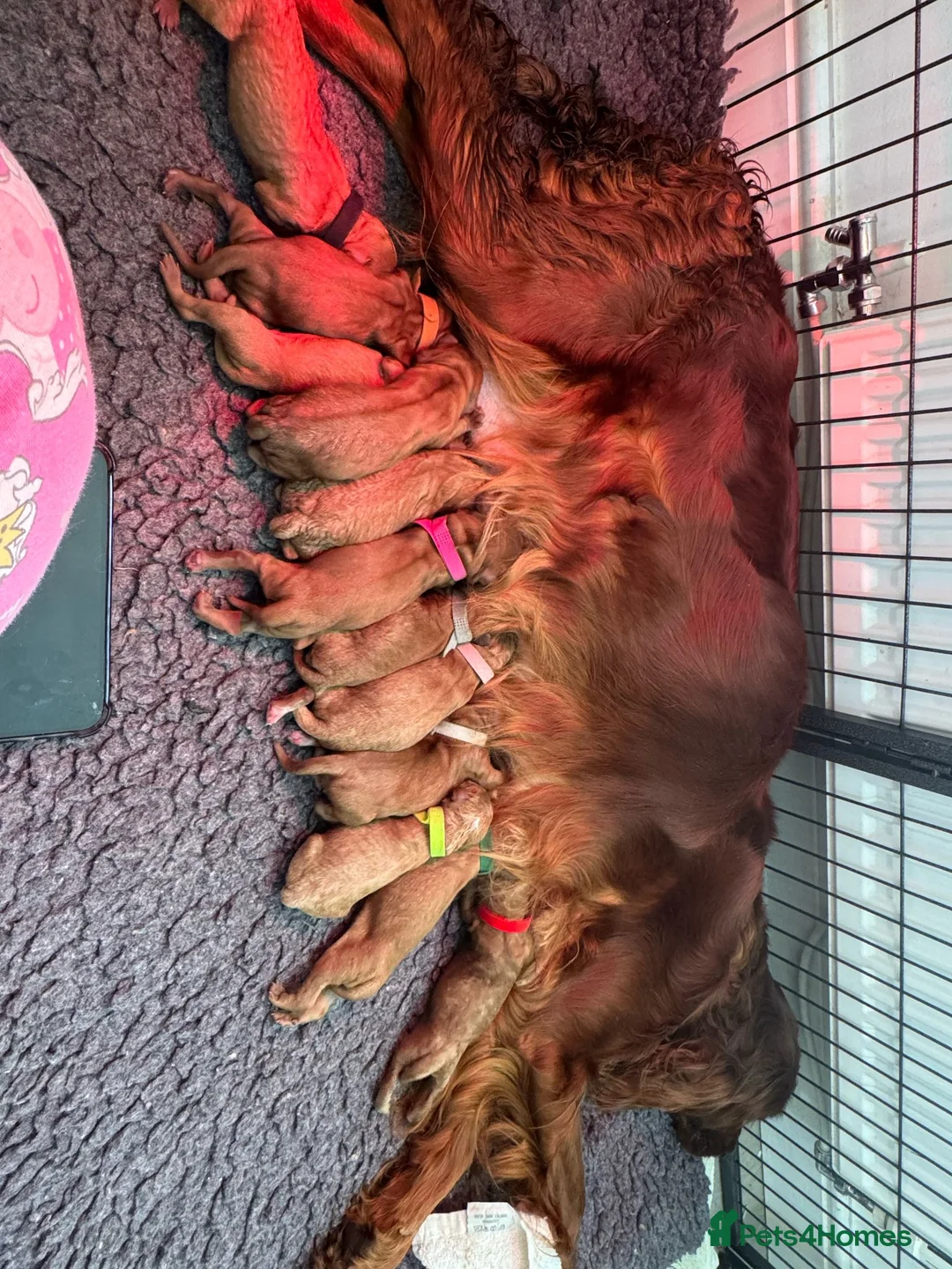 Miniature Poodle dogs for stud: Our Very handsome, charming Red Miniature Poodle  in Warrington - Advert 37