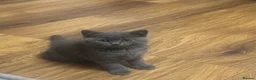 British Shorthair cats for sale:     British Shorthair Kittens – 3 Beautiful Girls - Advert 16