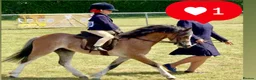Welsh Section A horses for sale: Stunning registered Welsh section a gelding - Advert 1