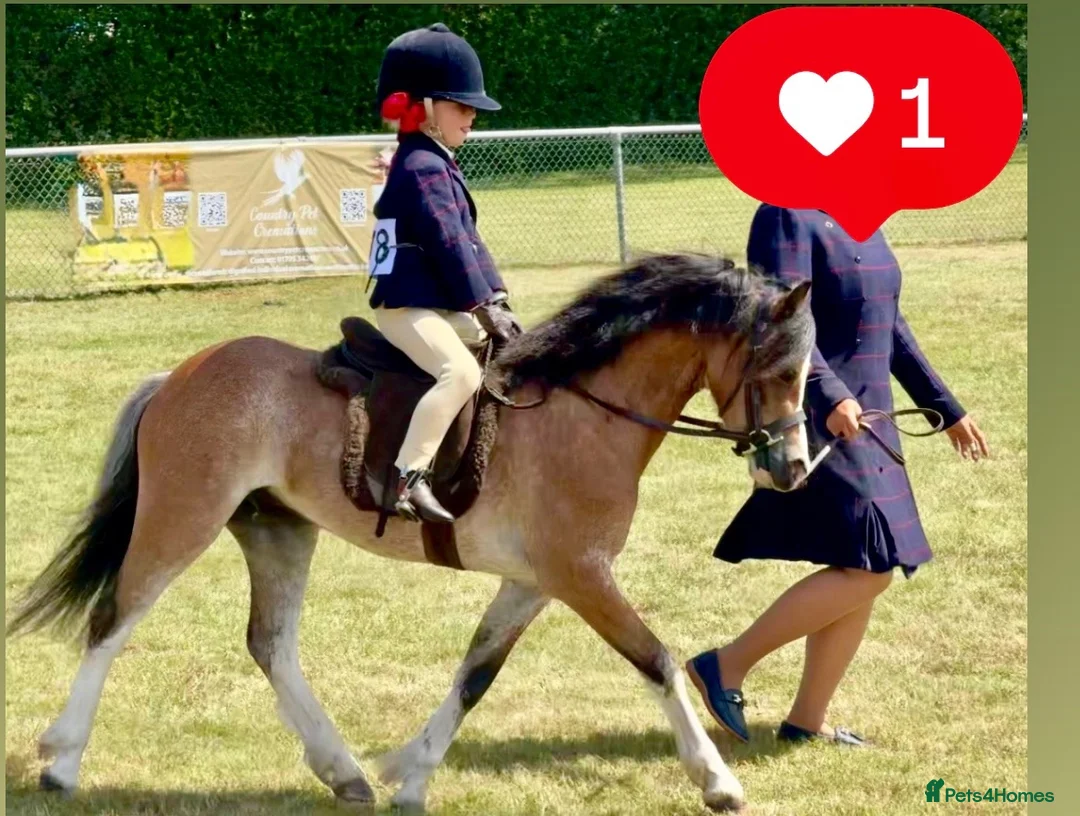Welsh Section A horses for sale: Stunning registered Welsh section a gelding - Advert 1