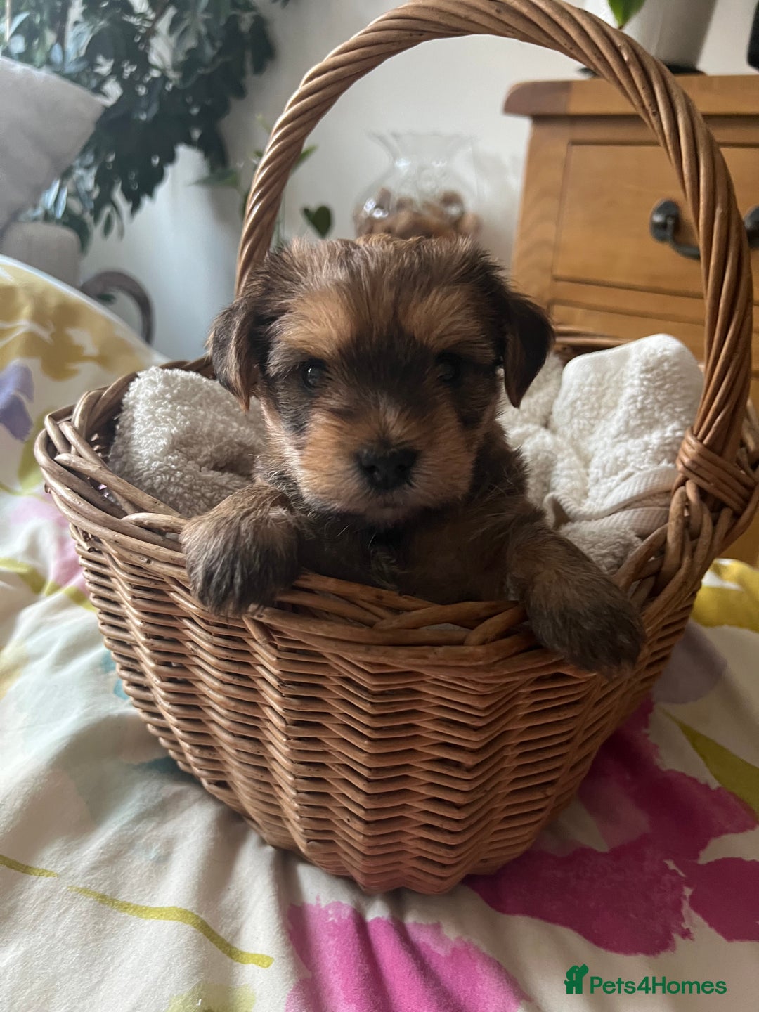 Yorkshire Terrier dogs for sale: Beautiful Chocolate Orange Yorkshire Terriers - Image 13
